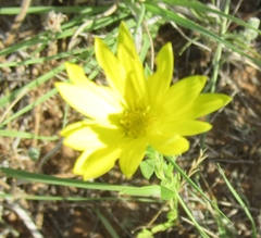 Xanthisma texanum drummondii