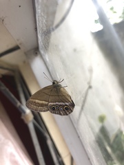 Yphthimoides maepius