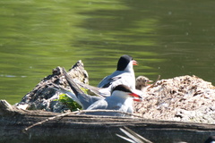 Sterna hirundo