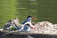 Sterna hirundo