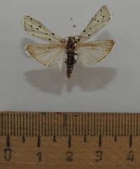 Myelois circumvoluta