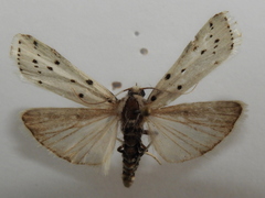 Myelois circumvoluta