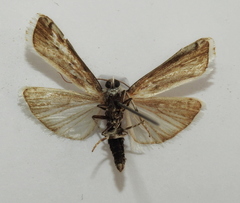 Myelois circumvoluta