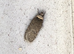 Agonopterix oregonensis