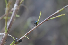 Chrysomelidae