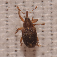 Lignyodes