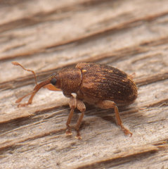 Lignyodes