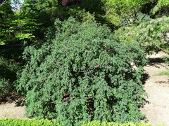 Caragana gerardiana