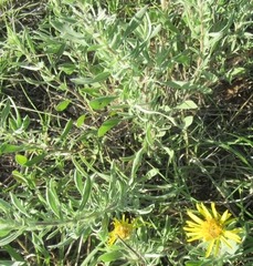 Xanthisma texanum drummondii