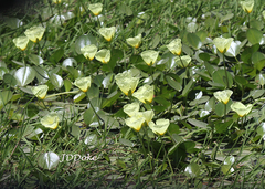 Hydrocleys nymphoides