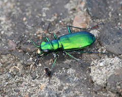 Cicindela denikei