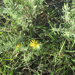 Xanthisma texanum drummondii