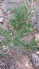 Melaleuca linearis linearis