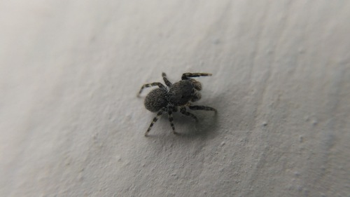 Minute Jumping Spider