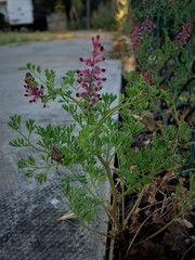 Fumaria officinalis officinalis