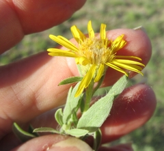 Xanthisma texanum drummondii