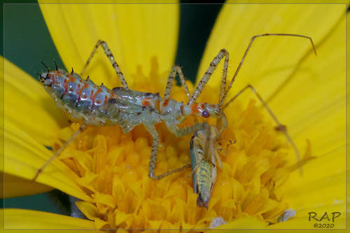 Leafhopper assassin bug