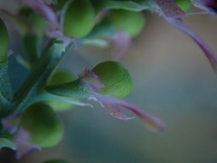 Fumaria officinalis officinalis