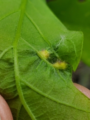 Neuroterus fugiens