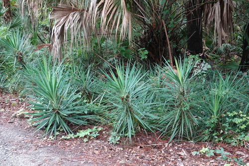 Yucca aloifolia