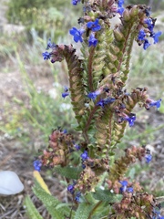 Anchusa calcarea