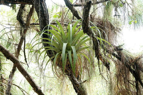Tillandsia utriculata, photograph 2