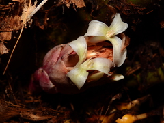 Disteganthus gracieae