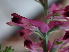 Fumaria officinalis officinalis