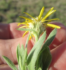 Xanthisma texanum drummondii