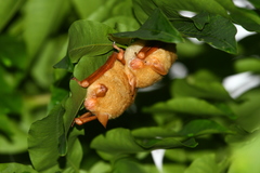 Myotis formosus flavus