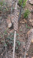 Melaleuca linearis linearis