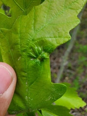 Neuroterus fugiens