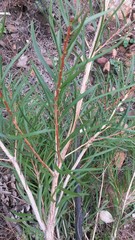 Melaleuca linearis linearis