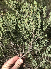 Melaleuca deanei