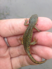 Notophthalmus meridionalis