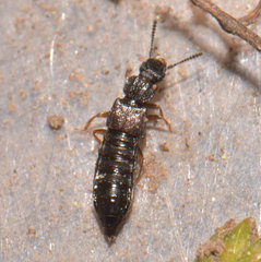 Anotylus rugosus