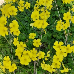 Oxalis pes-caprae