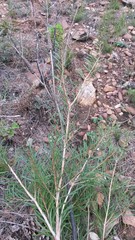 Melaleuca linearis linearis