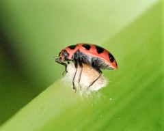 Dinocampus coccinellae paralysis virus