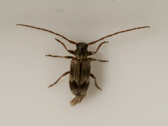 Exocentrus lusitanus