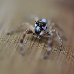 Parajotus