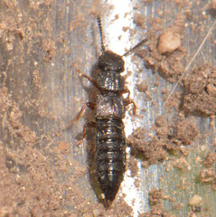 Anotylus rugosus