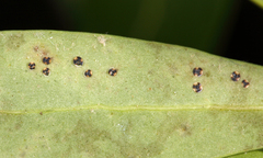 Aleuroplatus incisus