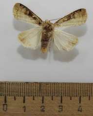 Opigena polygona