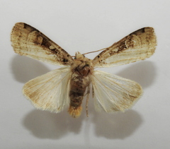 Opigena polygona