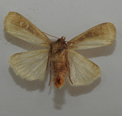 Opigena polygona