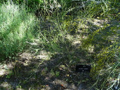 Genista cinerea