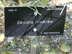 Genista cinerea