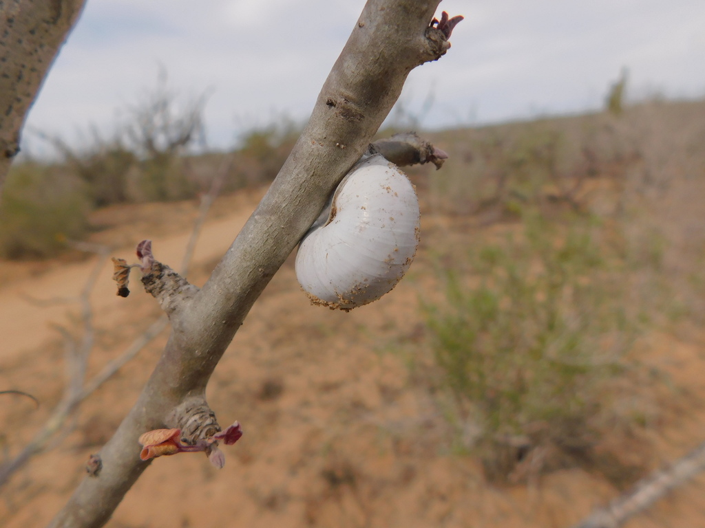 Xerarionta areolata