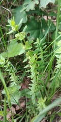 Cruciata